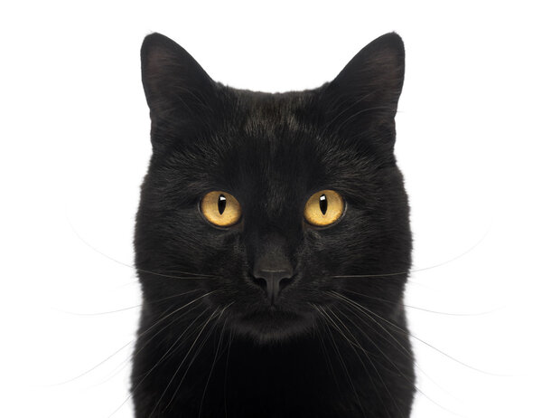 Close-up of a Black Cat looking at the camera, isolated on white