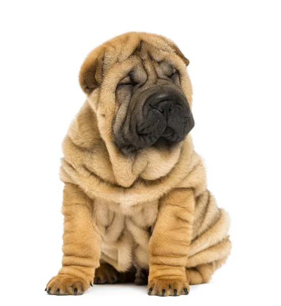 Front view of a Shar pei puppy sitting with eyes closed (11 week — Stock Photo, Image