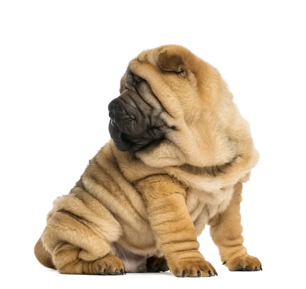 Shar pei cachorro, olhando para trás, sentado (11 semanas de idade) isolado em — Fotografia de Stock