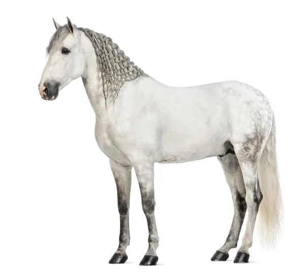 Vista laterale di un maschio andaluso con criniera intrecciata, 7 anni, noto anche come il cavallo spagnolo puro o PRE su sfondo bianco — Foto Stock