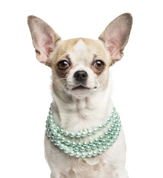 Nahaufnahme eines Chihuahua (2 Jahre alt) mit Perlenkette, — Stockfoto