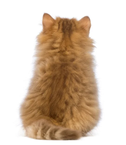 Rear view of a British Longhair kitten, 2 months old, sitting and looking up in front of white background — Stock Photo, Image