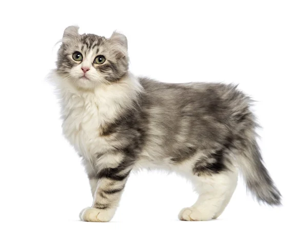 Bir Amerikalı kıvırmak kedi yavrusu, 3 ay yaşlı, beyaz arka plan yan görünüm — Stok fotoğraf