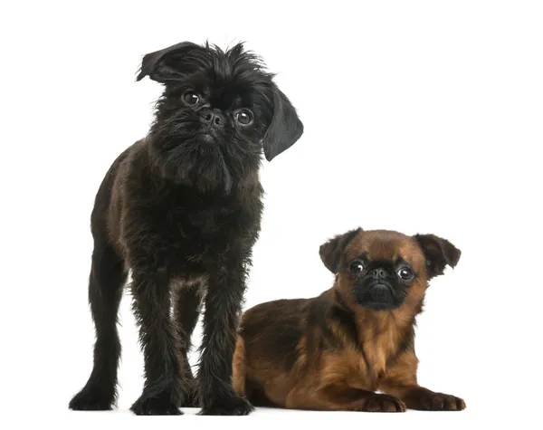 Petit Brabancon lying next to a Griffon Bruxellois looking at th — Stock Photo, Image