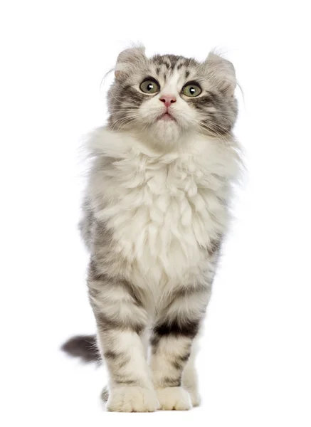 American Curl kitten, 3 months old, in front of white background — Stock Photo, Image