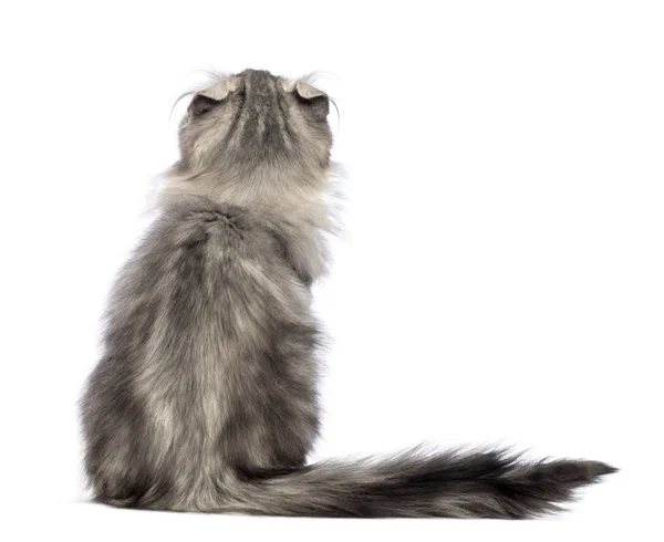 Vista trasera de un gatito americano Curl, 3 meses de edad, sentado y mirando hacia arriba en frente de fondo blanco — Foto de Stock