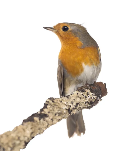 Robin europeo encaramado en una rama - Erithacus rubecula - isolat —  Fotos de Stock