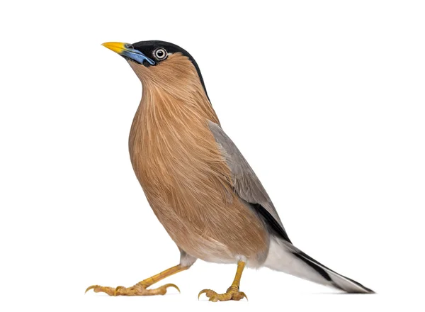 Brahminy Myna - Sturnia pagodarum - isolato su bianco — Foto Stock