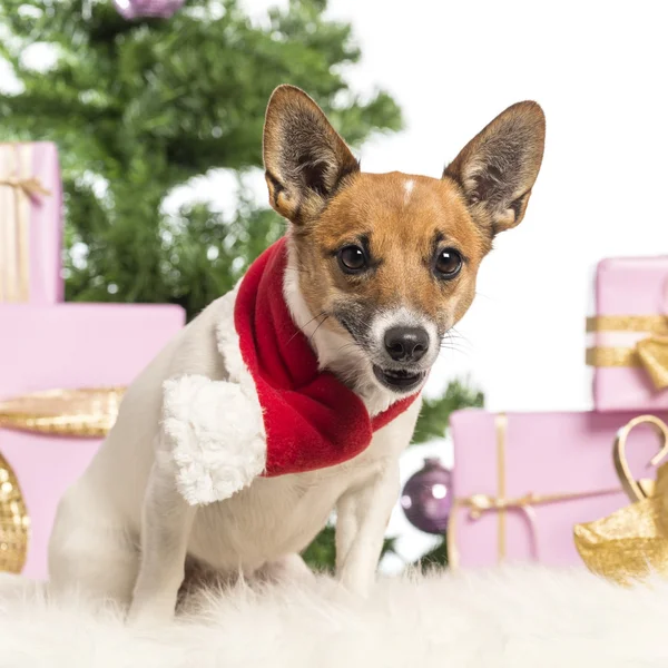 Jack Russell Terrier sentado y con una bufanda de Navidad frente a decoraciones navideñas sobre fondo blanco —  Fotos de Stock