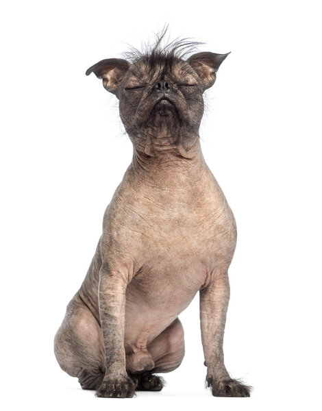 Hairless Mixed-breed dog, mix between a French bulldog and a Chinese crested dog, with eyes closed and sitting in front of white background