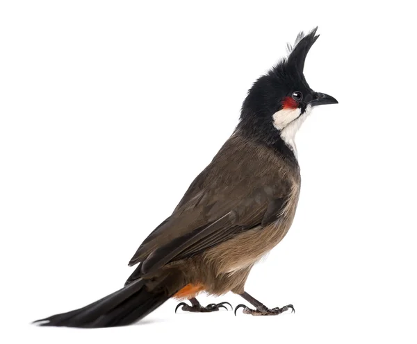 Visão traseira de um Bulbul vermelho-whiskered - Pycnonotus jocosus - isola — Fotografia de Stock