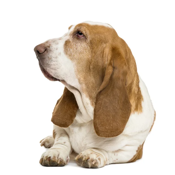 Basset hound ligga och titta vänster, isolerade på vit — Stockfoto