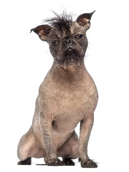 Perro de raza mixta sin pelo, mezcla entre un bulldog francés y un perro de cresta chino, sentado y mirando a la cámara frente al fondo blanco — Foto de Stock