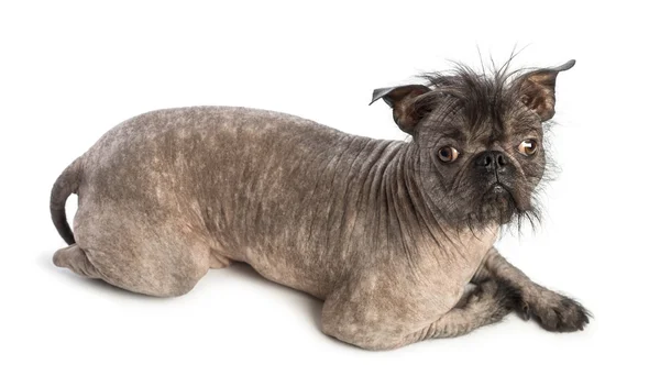 Wysoki widok bezwłosy pies rasy mieszane, połączenie między Buldog francuski i chiński czubaty psa, kłamstwa i patrząc w kamerę z przodu białe tło — Zdjęcie stockowe