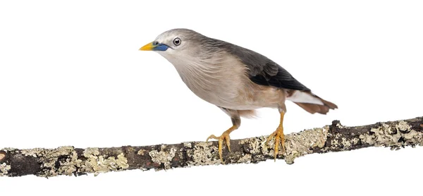 Starling de cauda castanha empoleirado em um ramo - Sturnia malabaric — Fotografia de Stock