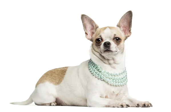 Chihuahua (2 år gammal) liggande och bär en pärla halsband, isol — Stockfoto
