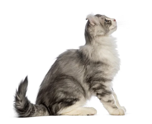 Vista lateral de un gatito americano Curl, 3 meses de edad, sentado y — Foto de Stock