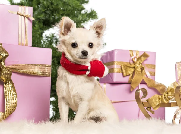 Chihuahua sentado e vestindo um cachecol de Natal na frente de decorações de Natal contra fundo branco — Fotografia de Stock