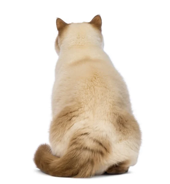 脂肪的英国短毛猫，2.5 岁，坐在白色背景前的后视图 — 图库照片