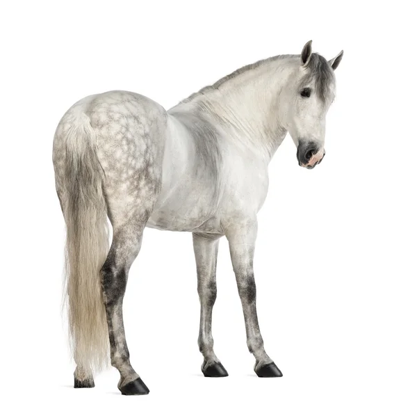 Vista trasera de un hombre andaluz, de 7 años, también conocido como el Caballo Puro Español o PRE, mirando hacia atrás sobre fondo blanco — Foto de Stock