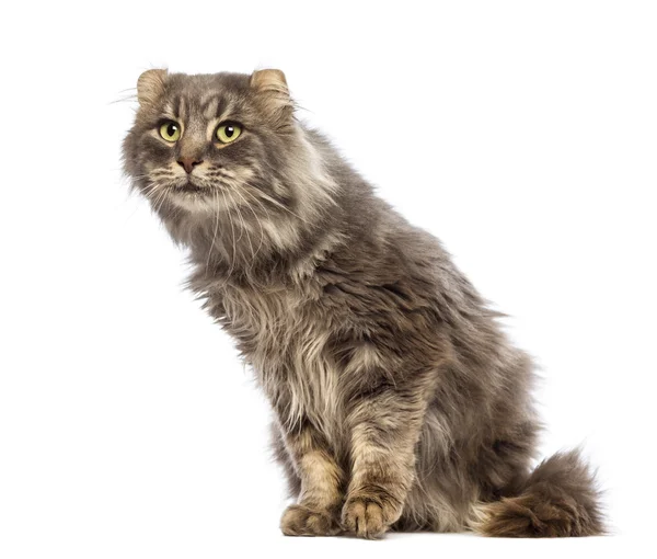 American Curl sitting and looking up in front of white background — Zdjęcie stockowe