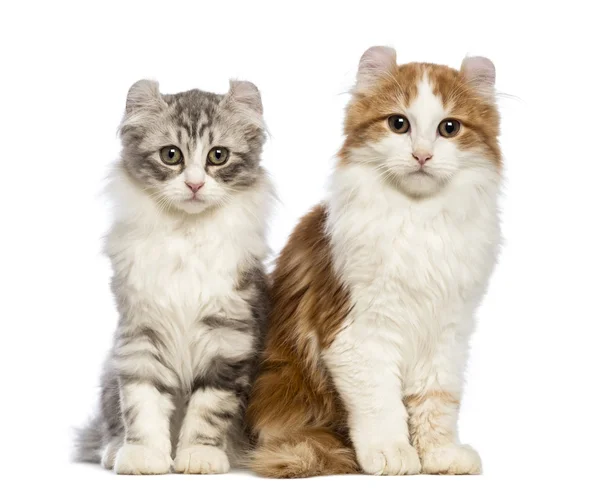 Dos gatitos Curl Americanos, de 3 meses de edad, sentados y mirando a la cámara frente al fondo blanco — Foto de Stock