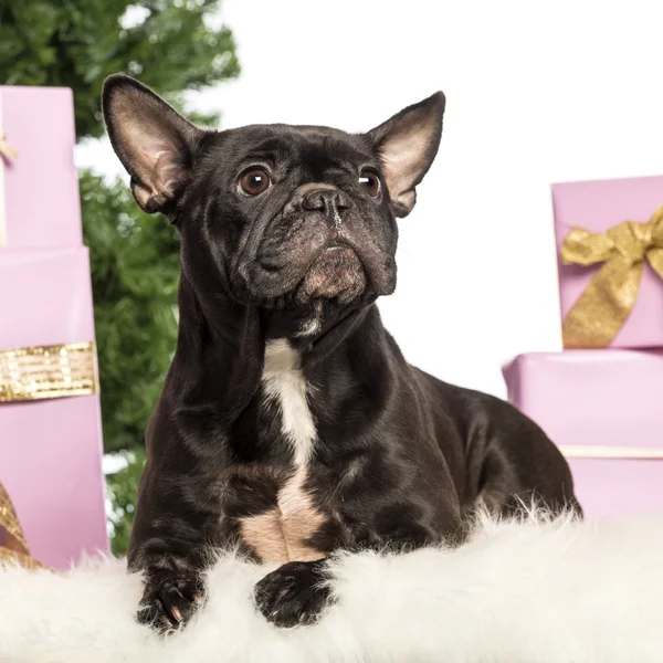 Bulldog francês deitado na frente de decorações de Natal contra fundo branco — Fotografia de Stock