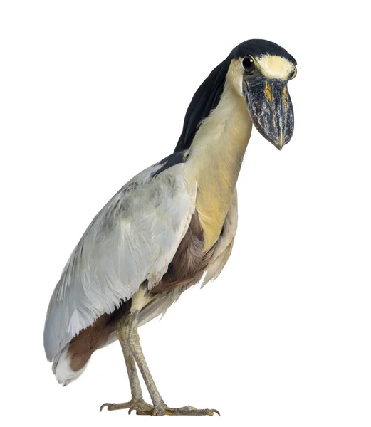 Heron, Boatbill, Cochlearius cochlearius — Fotografia de Stock