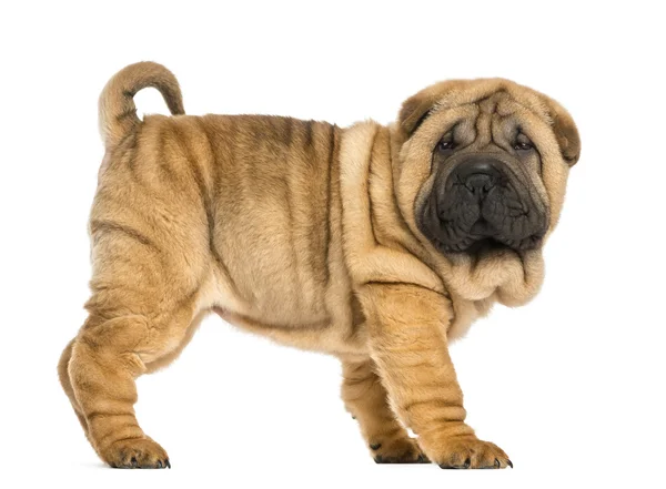 Side view of Shar pei puppy (11 weeks old) isolated on white — Stock Photo, Image