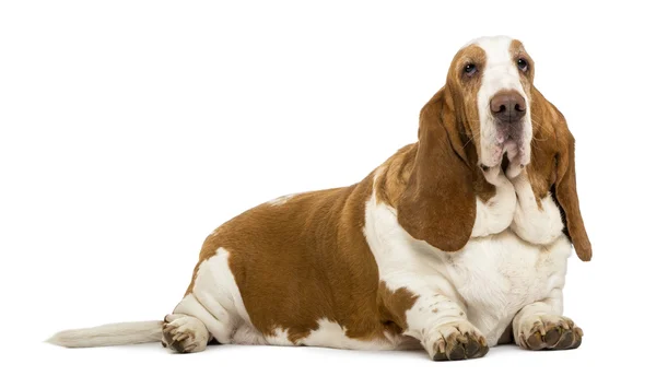 Basset hound liggande, isolerad på vit — Stockfoto