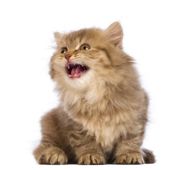 Britânico Longhair gatinho, 2 meses, sentado, olhando para cima e miando na frente de fundo branco — Fotografia de Stock