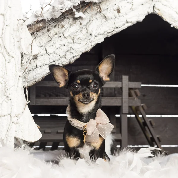 Chihuahua vestida e sentada na frente do presépio de Natal com árvore de Natal e neve — Fotografia de Stock