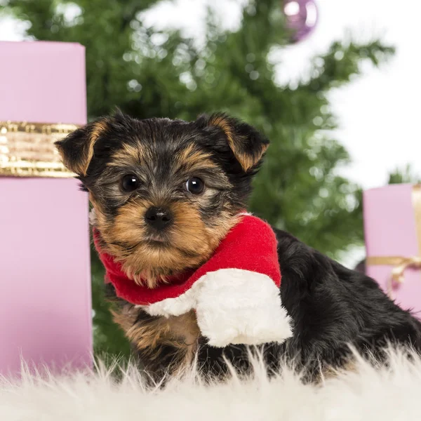 约克夏犬坐着戴着圣诞装饰品白色背景前的圣诞围巾 — 图库照片