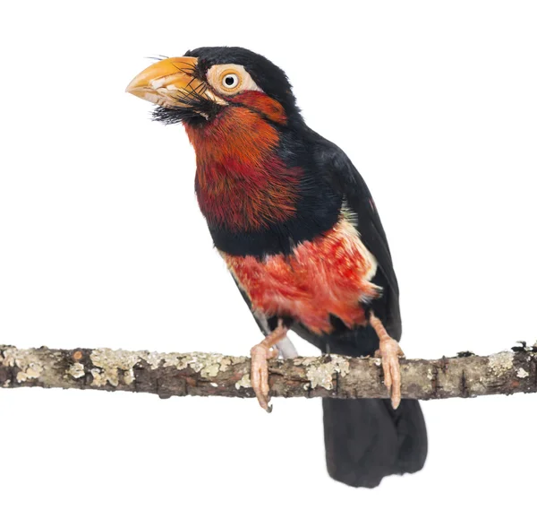 Bebaarde baardvogel op een tak - lybius dubius — Stockfoto