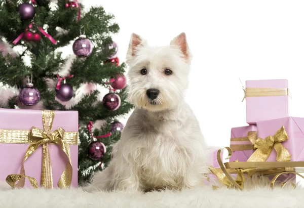 West Highland White Terrier davanti alle decorazioni natalizie sullo sfondo bianco — Foto Stock