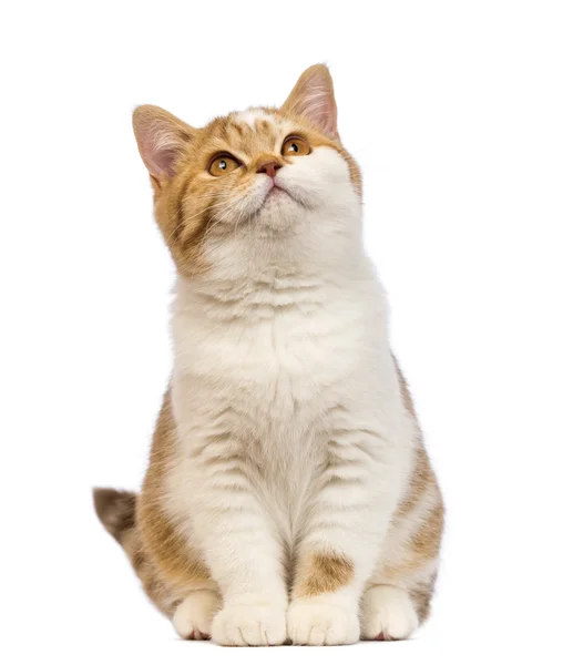 British Shorthair gatito, 3.5 meses de edad, sentado y mirando hacia arriba en frente de fondo blanco —  Fotos de Stock