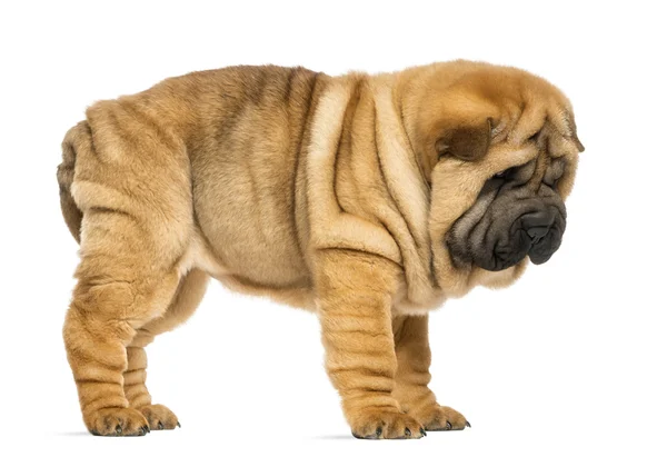 Side view of Shar pei puppy (11 weeks old) isolated on white — Stock Photo, Image