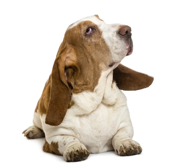 Basset Hound liegend, isoliert auf weiß — Stockfoto