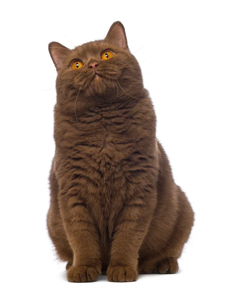 Britânico Shorthair, 20 meses, sentado e olhando para cima na frente do fundo branco — Fotografia de Stock