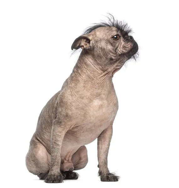 Gemengd-ras naakthond, mix tussen een Franse bulldog en een chinese crested hond, zitten en kijken recht tegenover witte achtergrond — Stockfoto