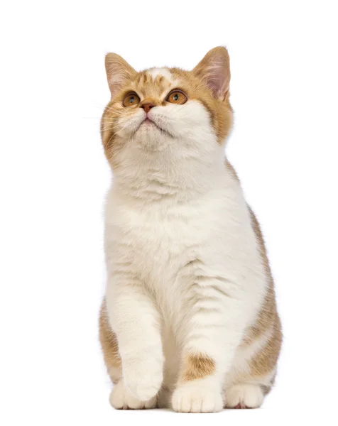 British Shorthair kitten, 3.5 months old, sitting and looking up in front of white background — Stock Photo, Image