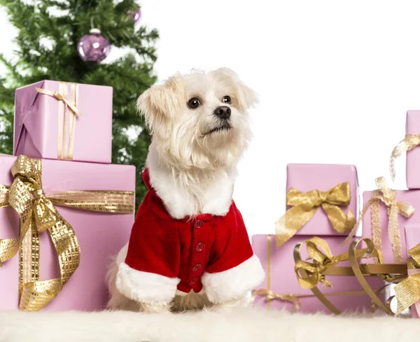 Maltés sentado y con un traje de Navidad frente a decoraciones navideñas sobre fondo blanco — Foto de Stock