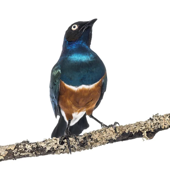 Superb Starling em um ramo - Lamprotornis superbus - isolado o — Fotografia de Stock