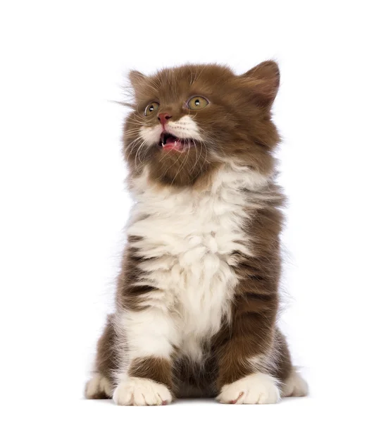 Britânico Longhair gatinho, 6 semanas, sentado, olhando para cima e miando na frente de fundo branco — Fotografia de Stock