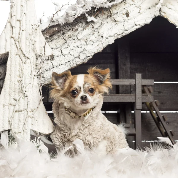 Chihuahua ubrany i siedząc przed Boże Narodzenie szopka z choinki i śnieg — Zdjęcie stockowe