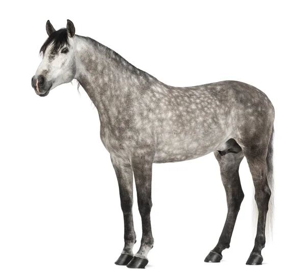 Andalusische, 7 jaar oud, ook bekend als de zuivere Spaanse paard of pre tegen witte achtergrond — Stockfoto