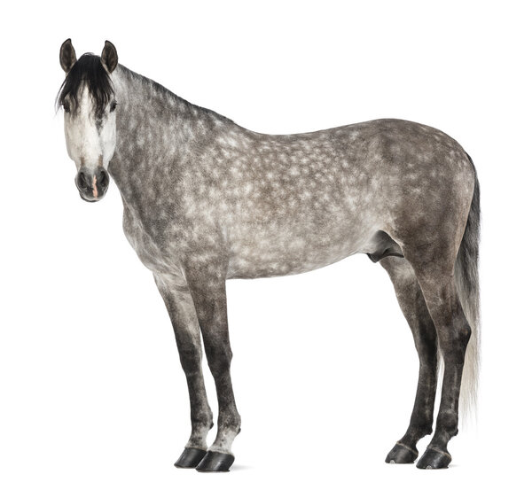 Andalusian, 7 лет, смотря на камеру, также известный как Чистая испанская лошадь или PRE на белом фоне
