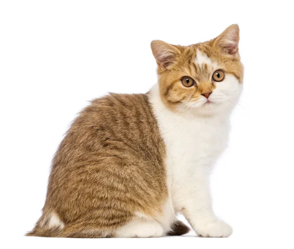 British Shorthair kitten, 3.5 months old, sitting and looking at the camera in front of white background — Stock Fotó