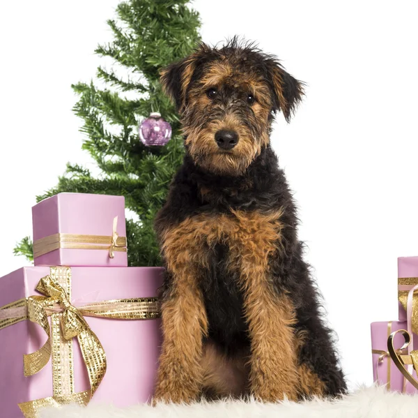 Airdale Terrier cachorro sentado delante de las decoraciones de Navidad sobre fondo blanco —  Fotos de Stock