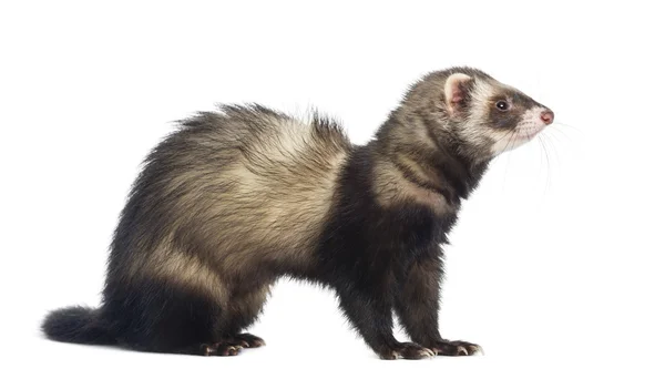 Ferret sitting and looking right, isolated on white — Stock Photo, Image